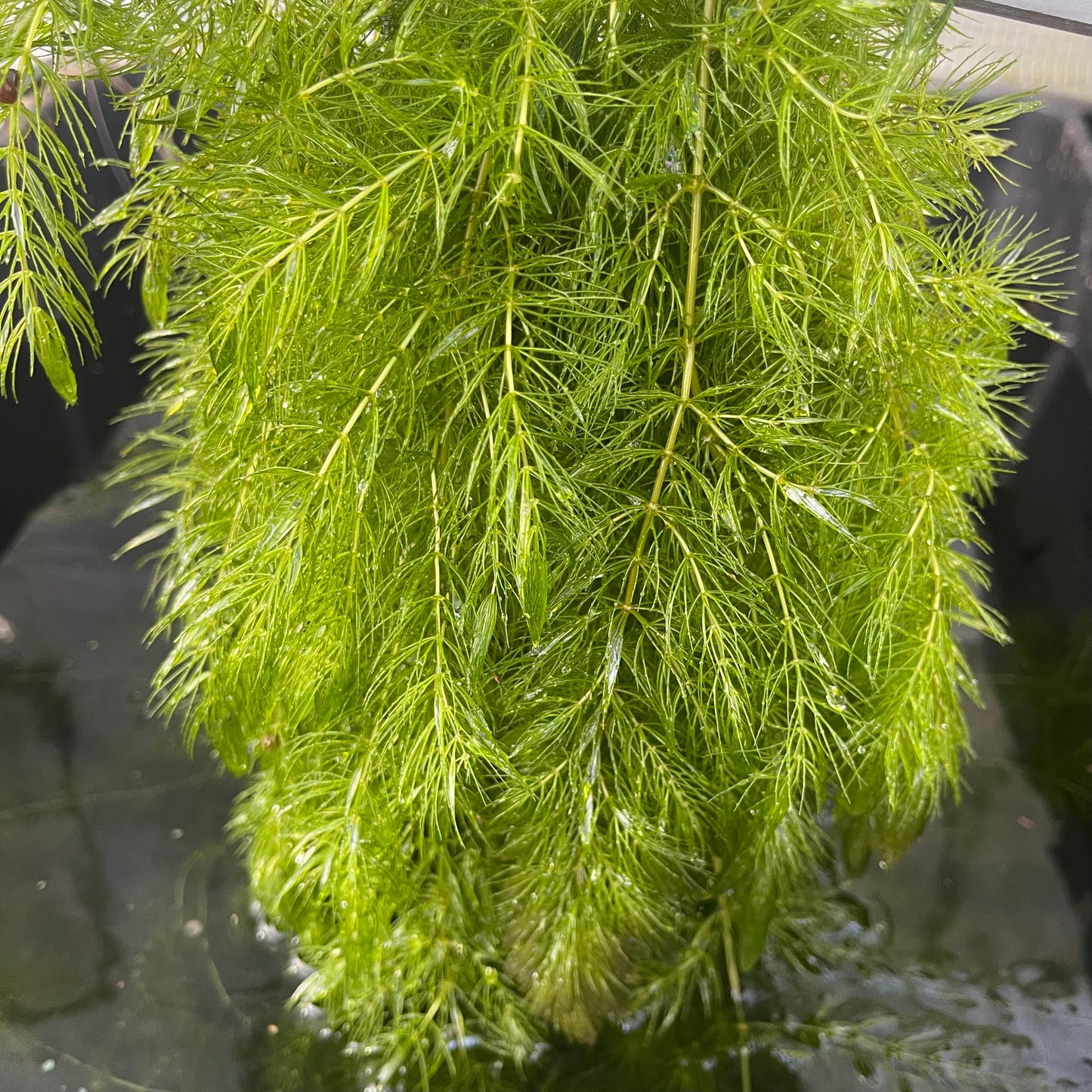 6 stem Hornwort live aquarium plant buy 2 get 1 free