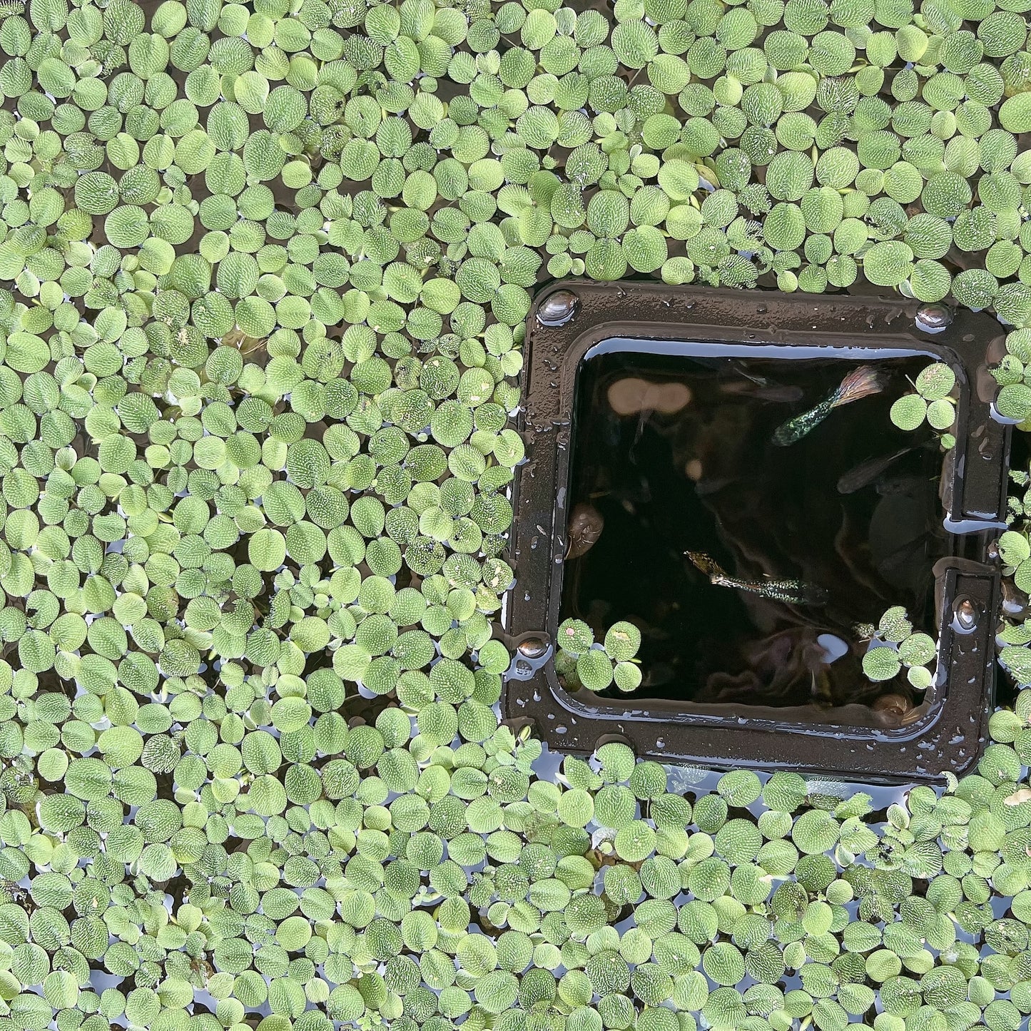 100+ Leaf Water Spangles Salvinia Minima Live Aquarium Plant Buy 2 Get 1 Free