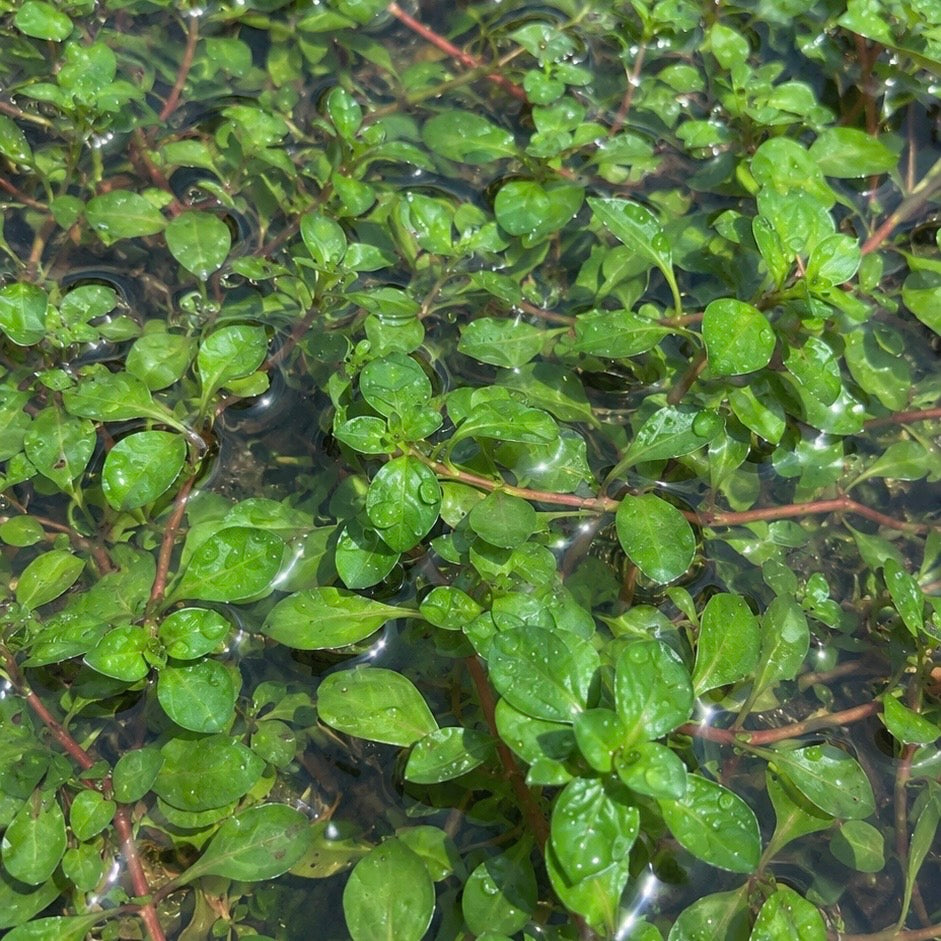 20+ stems Ludwigia repens fresh live aquarium plant. Easy for beginners. BUY 2 GET 1 FREE