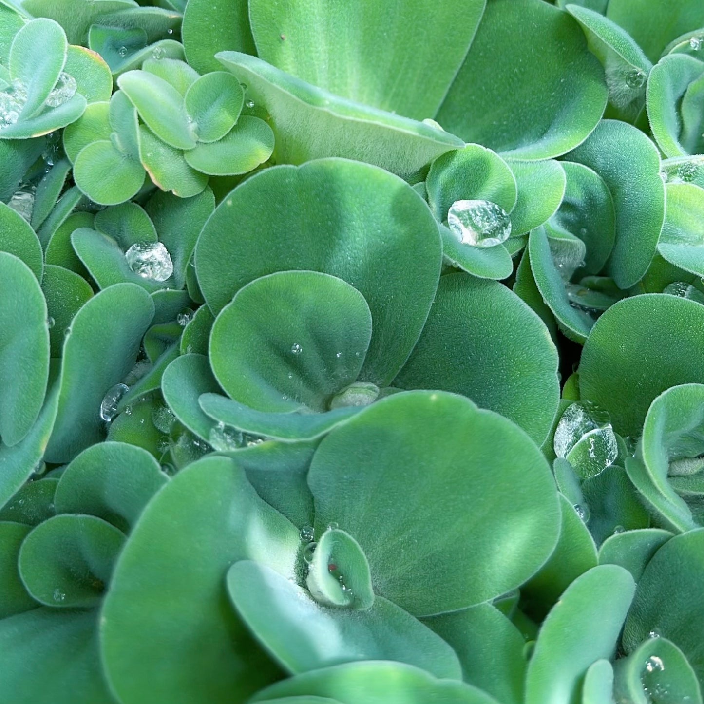 10+ medium water lettuce floating live aquarium plant BUY 2 GET 1 FREE