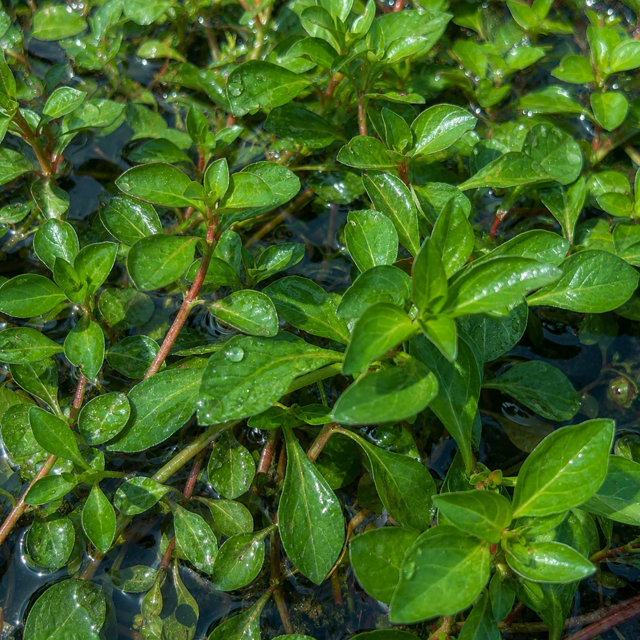 Combo :10 special live aquarium plant . Easy for beginners . BUY 2 GET 1 FREE