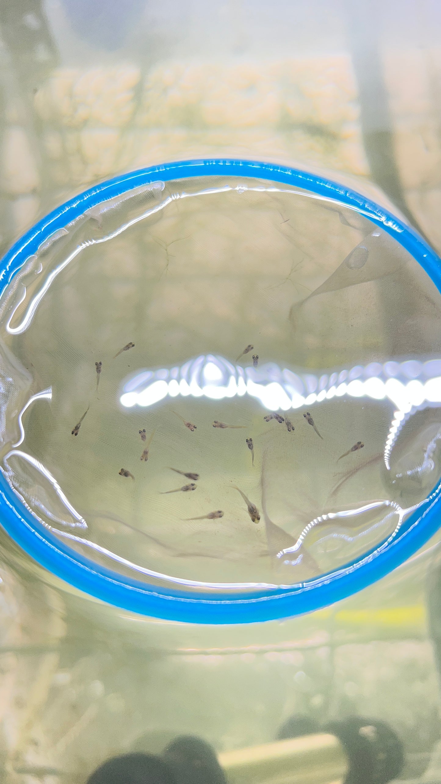Dumbo red tai guppy fish