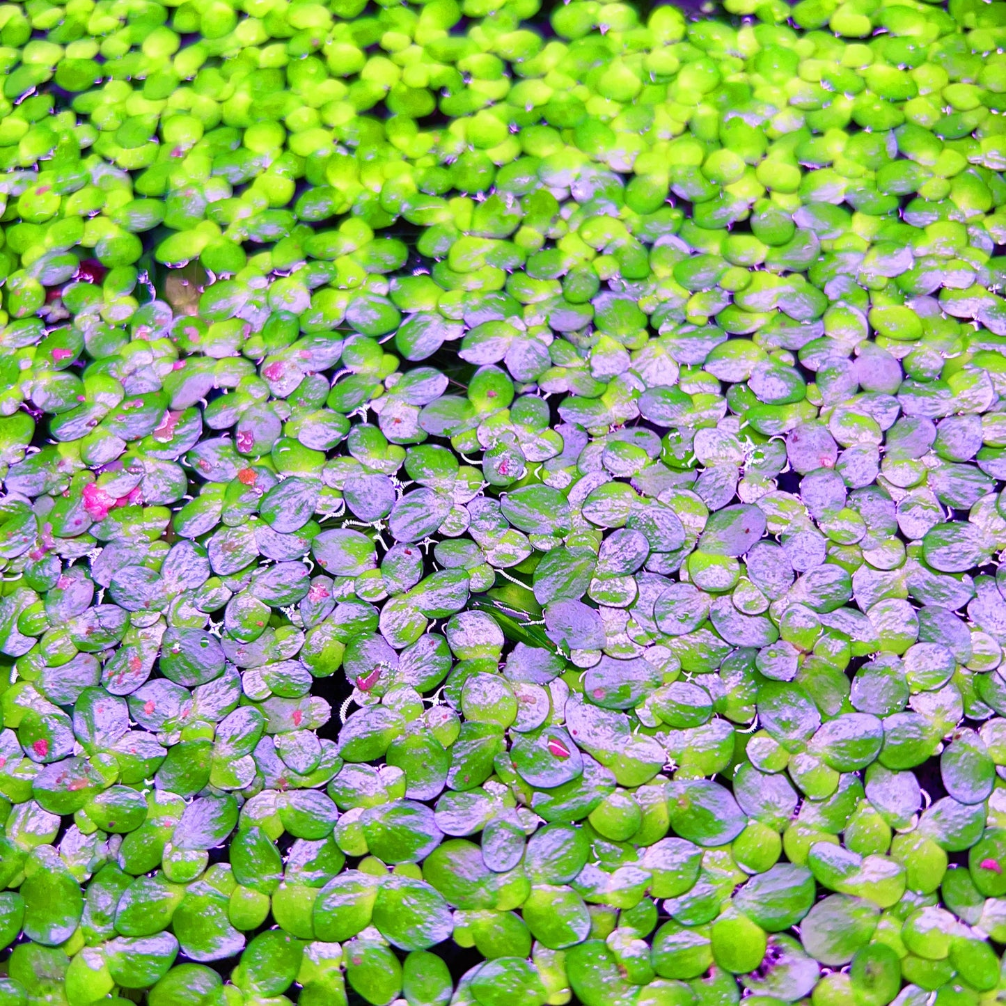 100+ Giant duckweed live floating aquarium plant buy 2 get 1 free