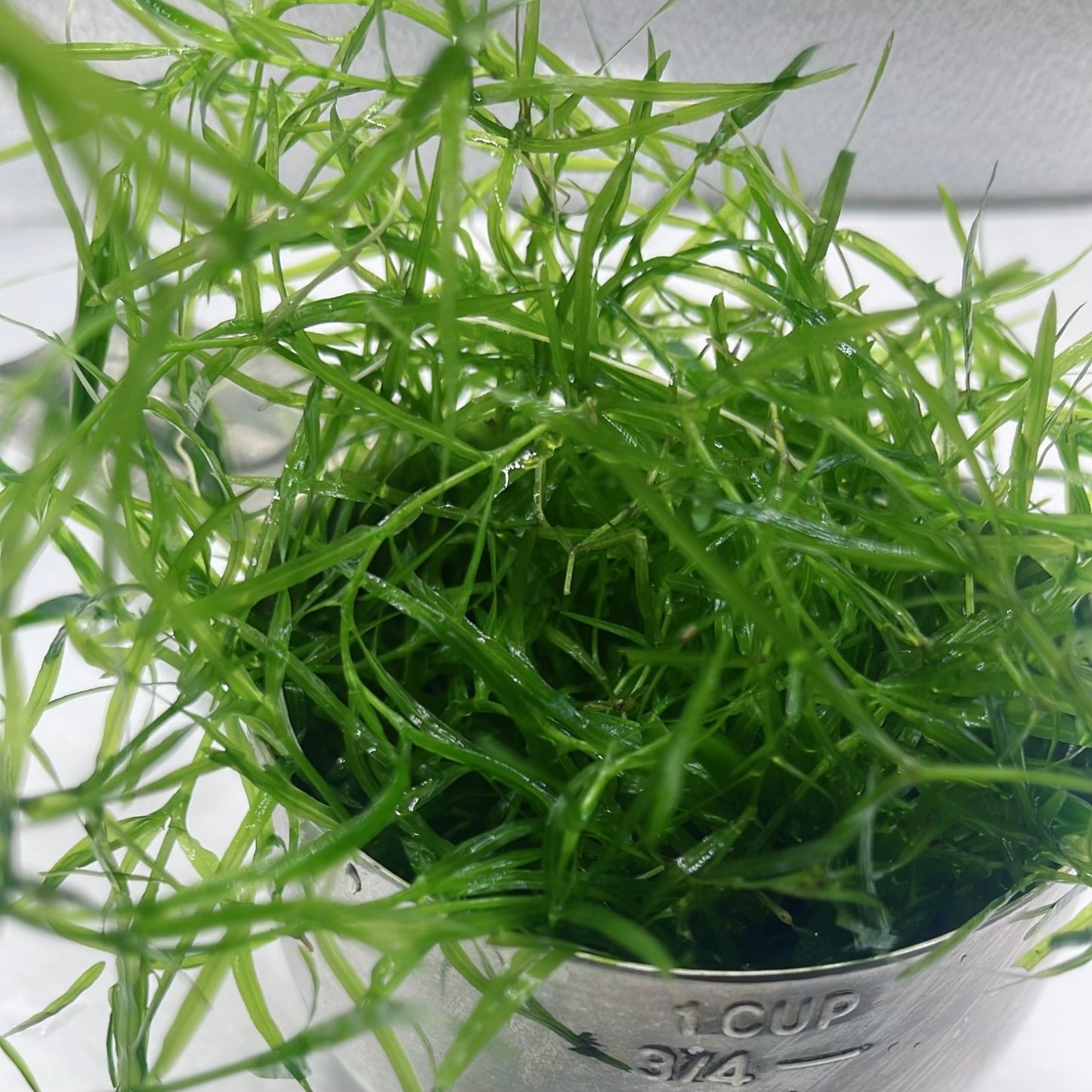 1 Cup Guppy Grass - Najas Guadelupensis - Aquarium Plant - Buy 2 Get 1 Free!
