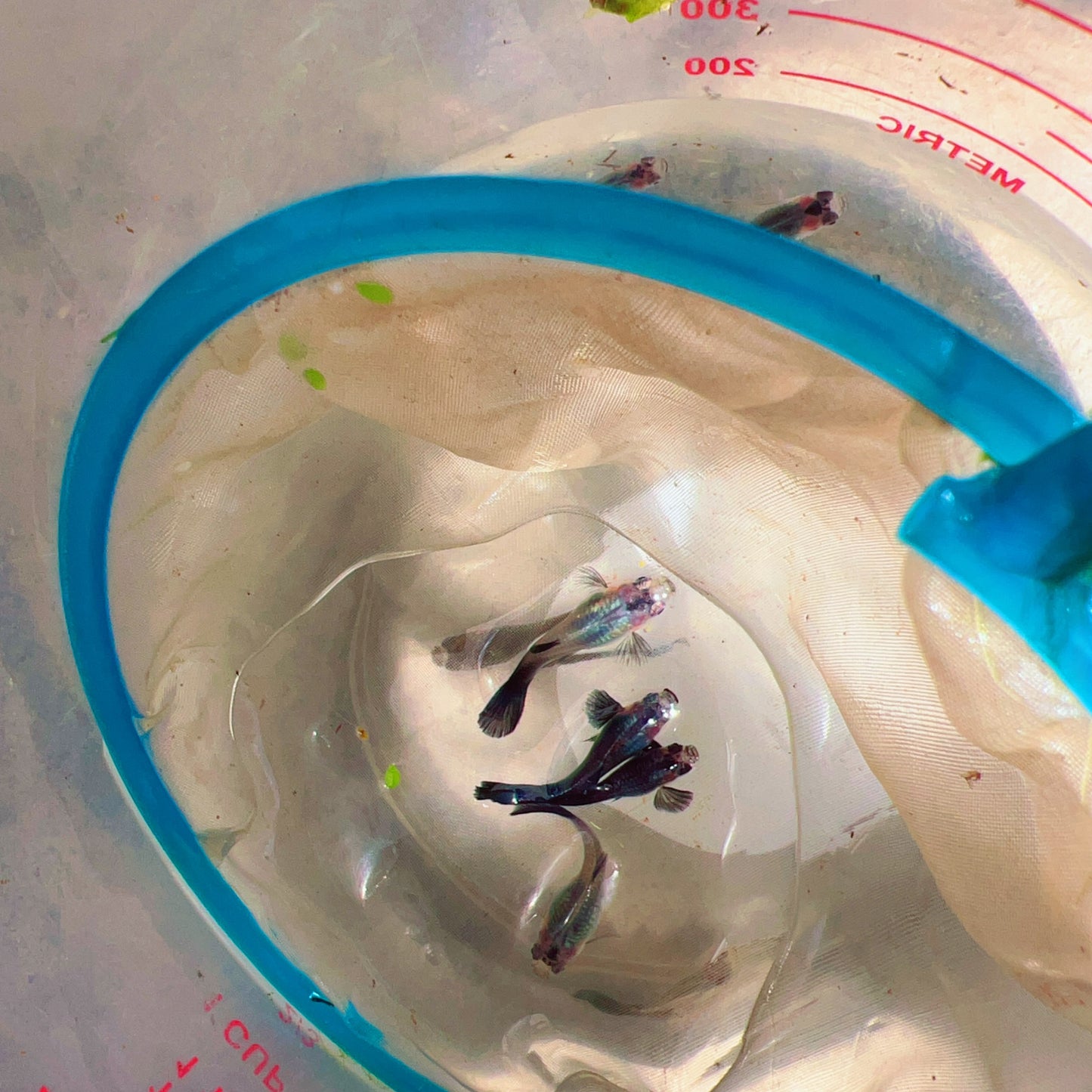 Dumbo Dark knight guppy fish