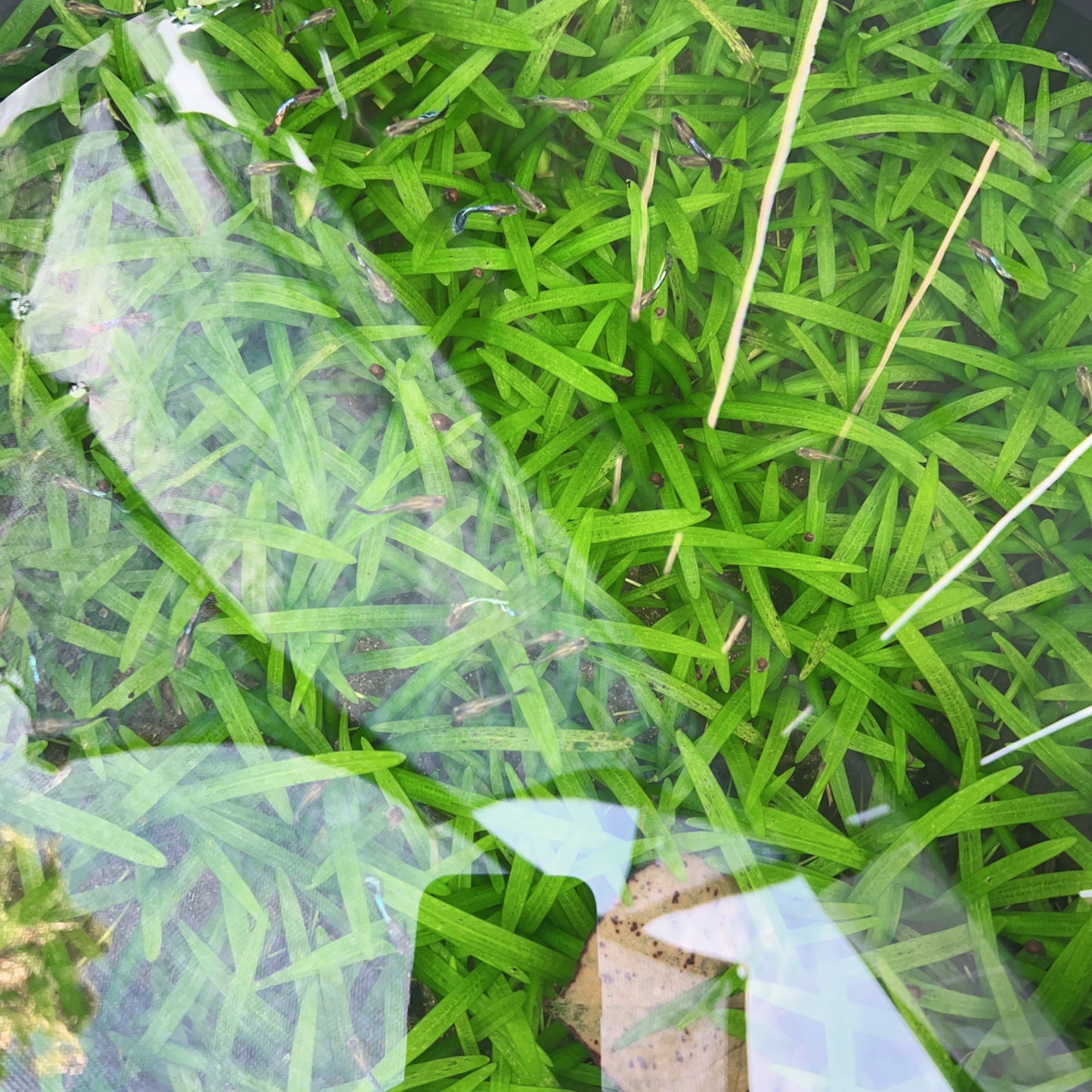 10x Dwarf Sagittaria live aquarium plant buy 2 get 1 free