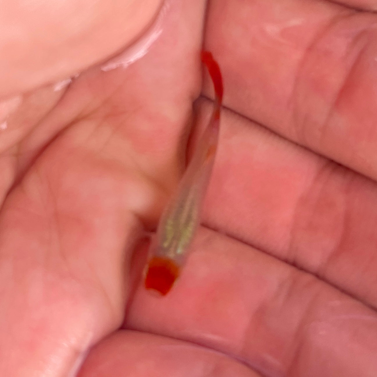 Tuxedo red koi guppy