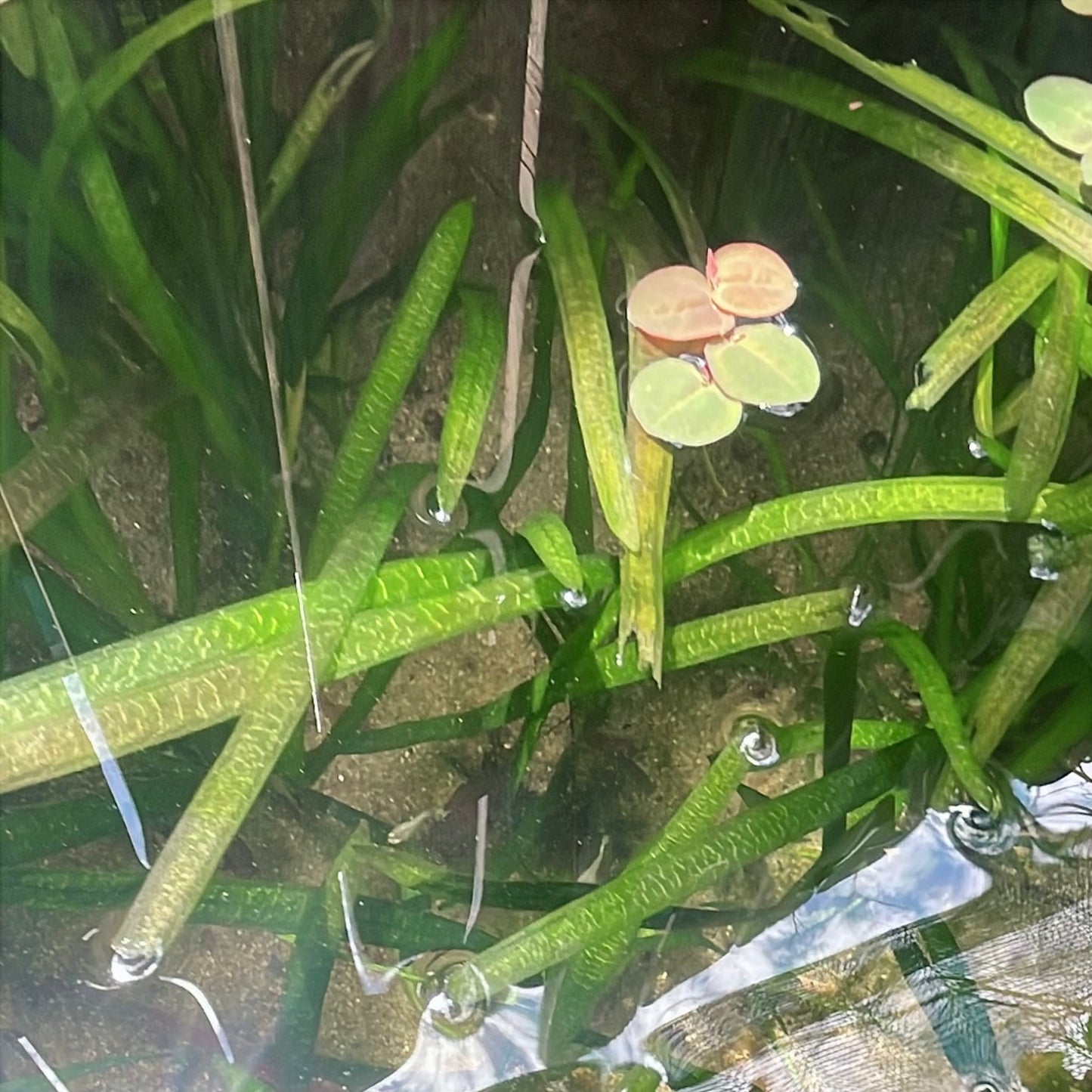 5 Vallisneria Jungle Val Bunch Live Aquarium Plants BUY2GET1FREE beginner tank