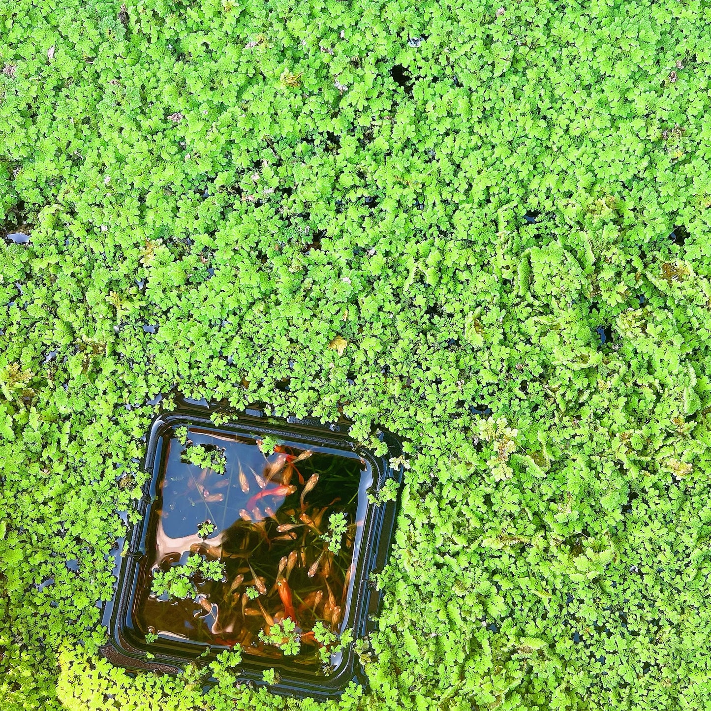 Azolla Fairy Moss (Azolla Filiculoides) Live Aquarium plant BUY 2 GET 1 FREE