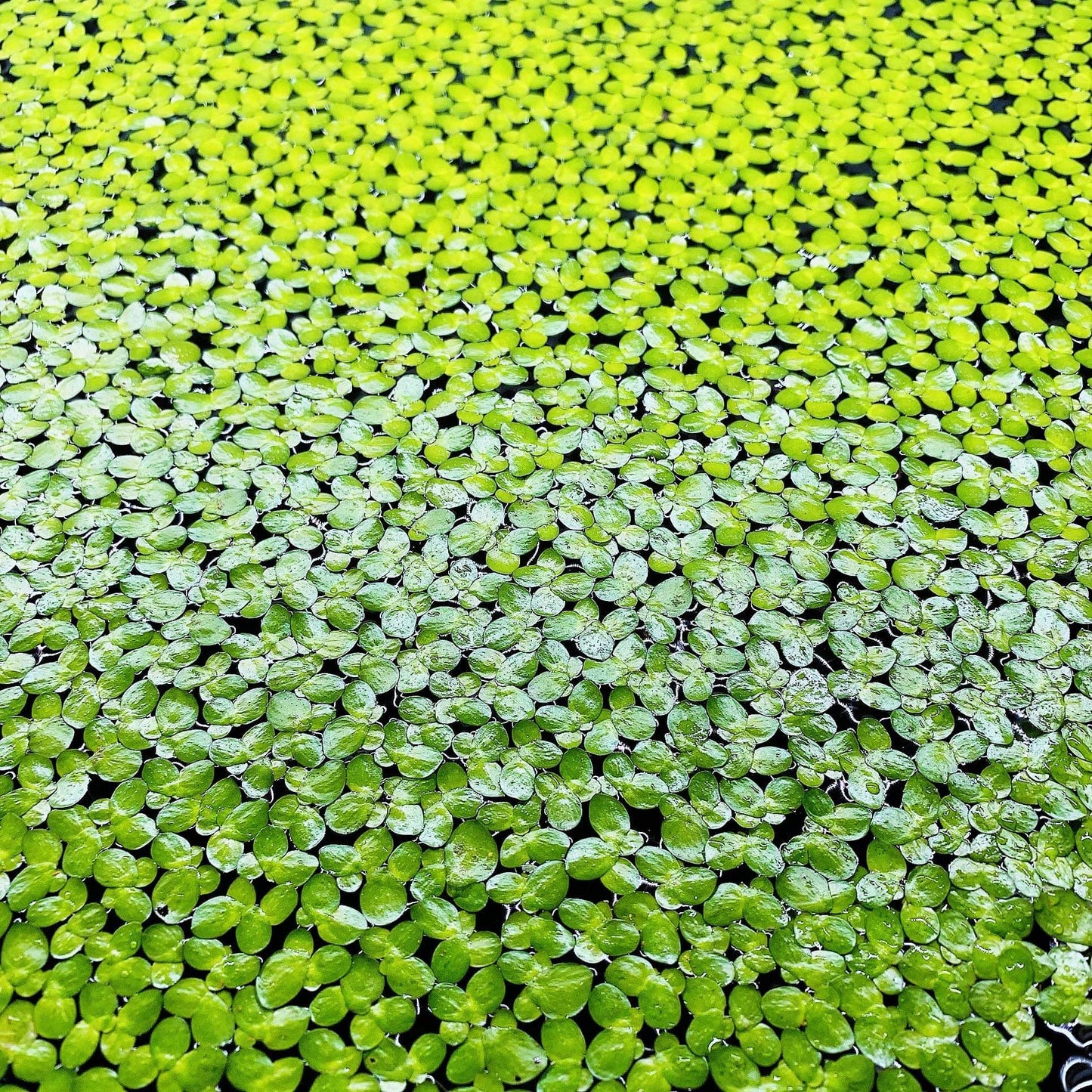2000+ duckweed live aquarium plants. BUY 2 GET 2 FREE