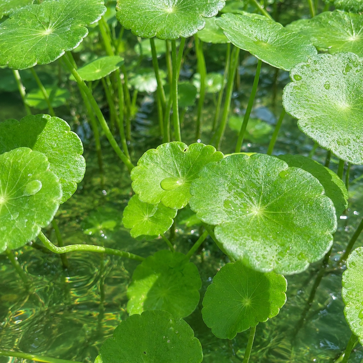 6+ plants Brazilian pennywort live aquarium plant easy for beginners. BUY 2 GET 1 FREE