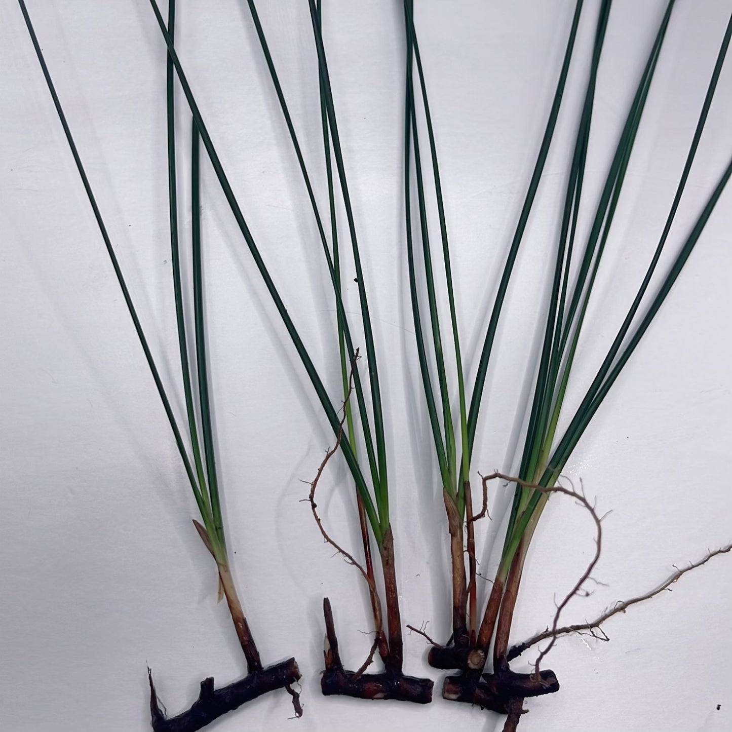 6+ Plants Eleocharis Vivipara Live Aquarium tank BUY 2 GET 2 FREE