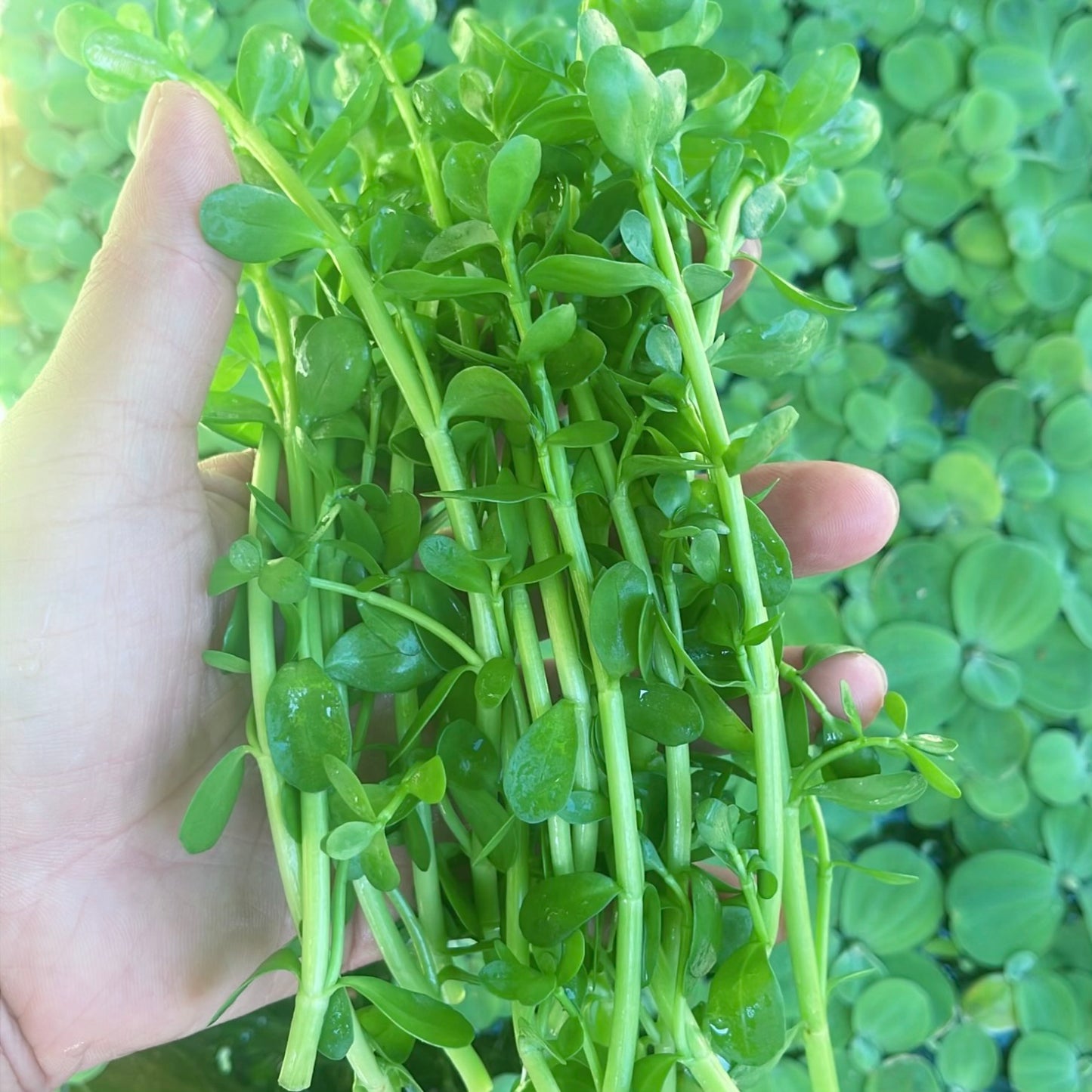 Combo : Japan Pennywort , Bacopa, Guppy Grass Buy 2 Get 1 Free