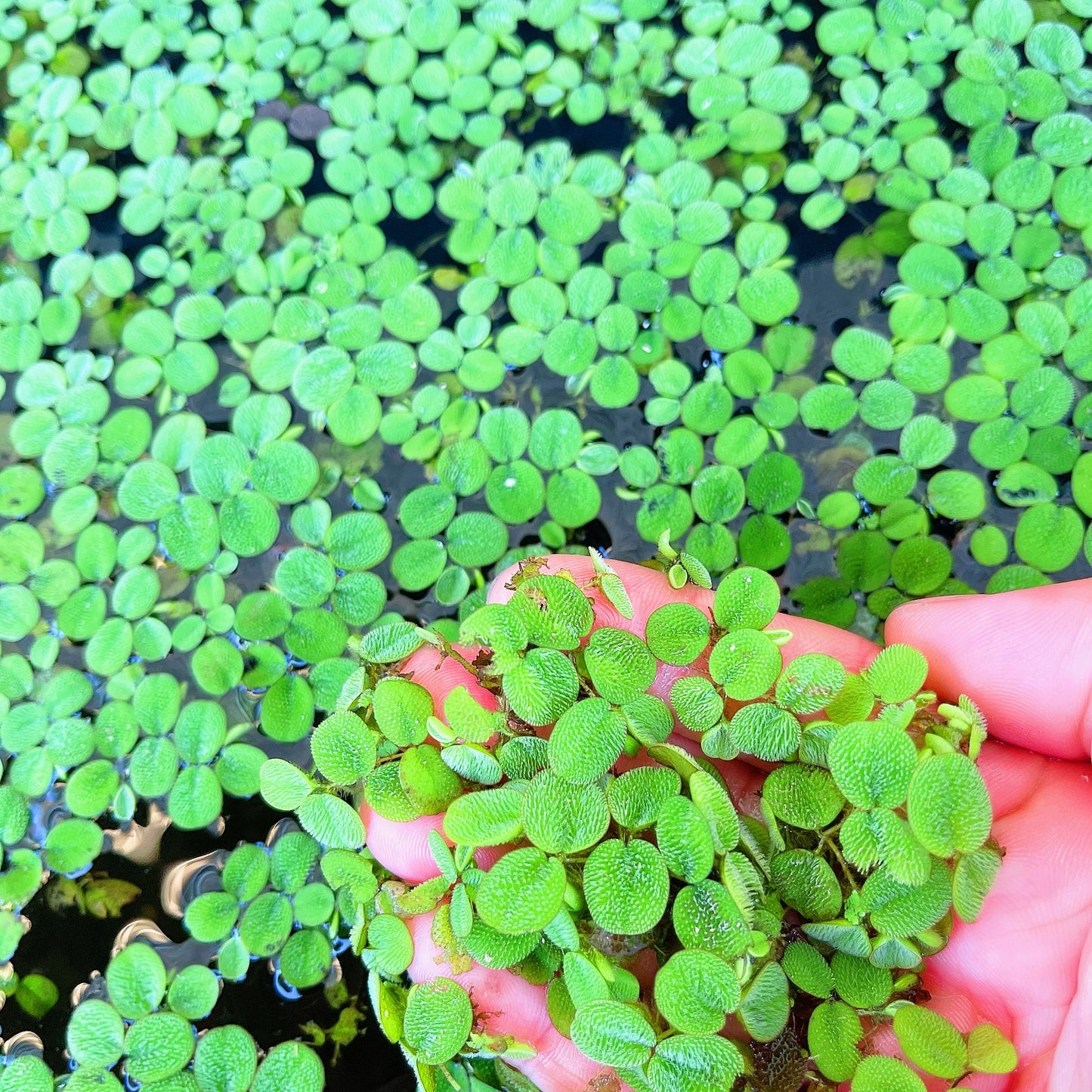 Combo:Red Root+Water Spangles +Giant Duckweed Live Floating PlantBUY2GET 1 FREE