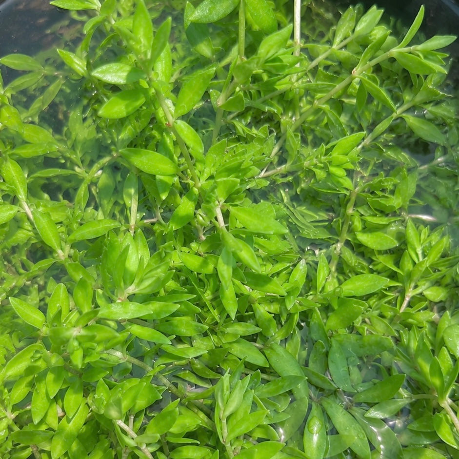 8+ stems Gold Moss Stonecrop( Japan Bitter Herb) live aquarium plant