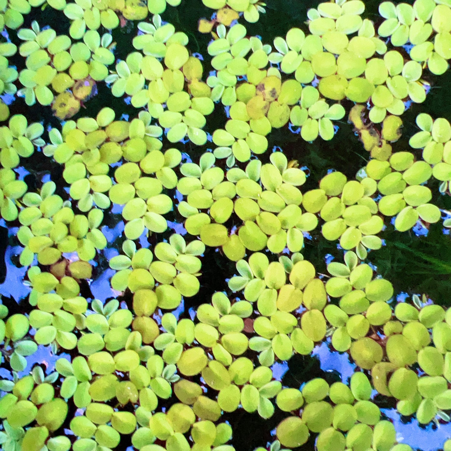100+ leaf Salvinia cucullata buy 2 get 1 free
