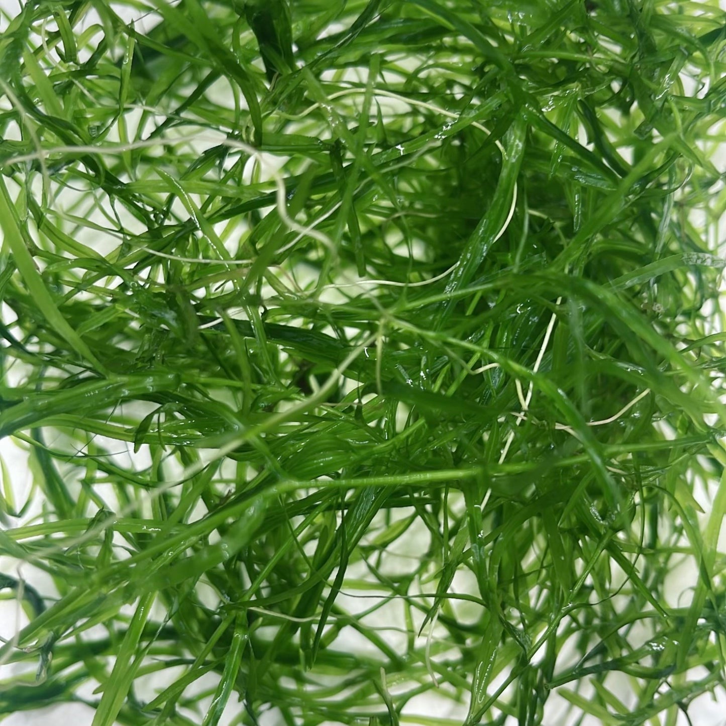 Combo: Ambulia + Guppy Grass+ Anacharis+ Pearl Weed Aquarium Plant BUY2GET1FREE