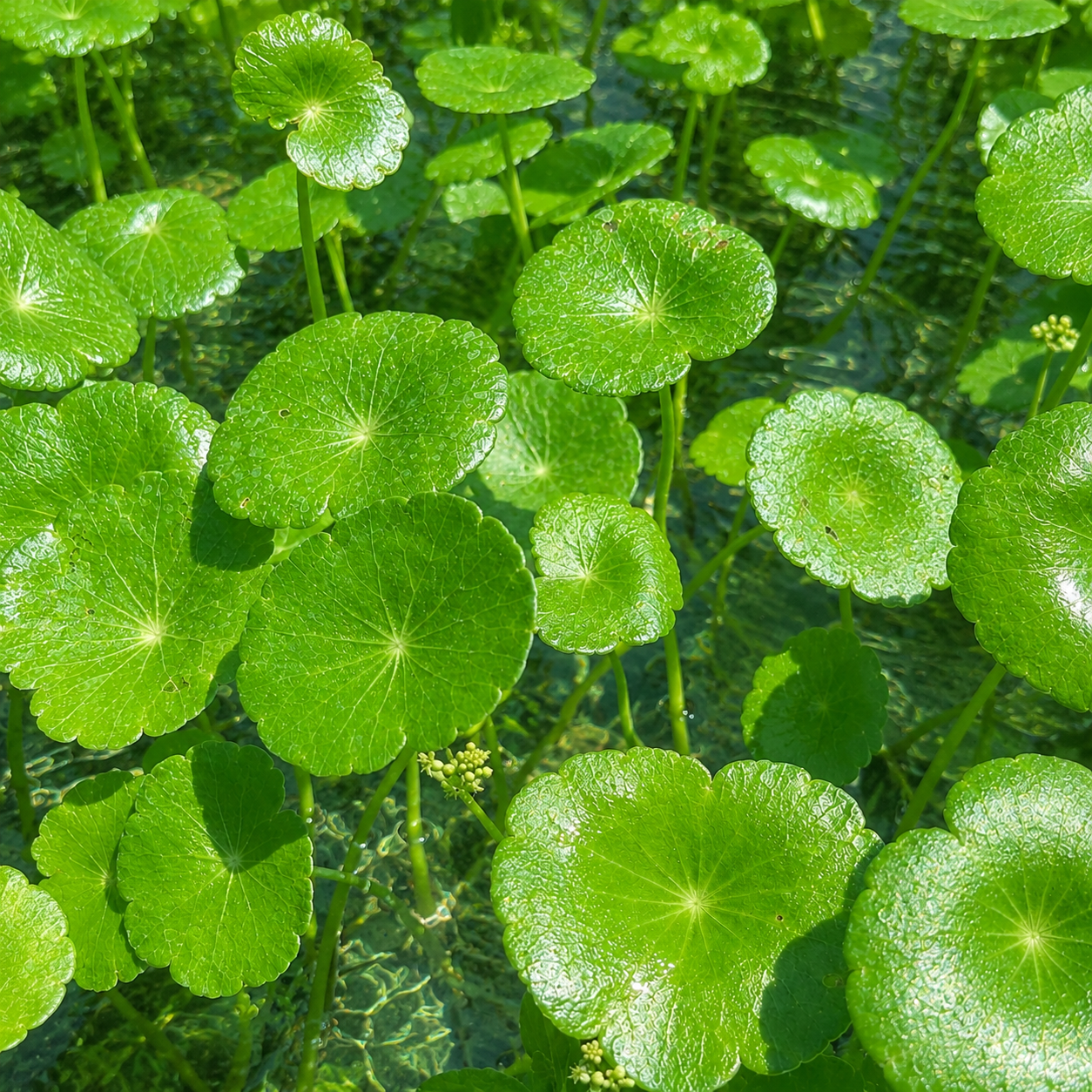 6+ plants Brazilian pennywort live aquarium plant easy for beginners. BUY 2 GET 1 FREE