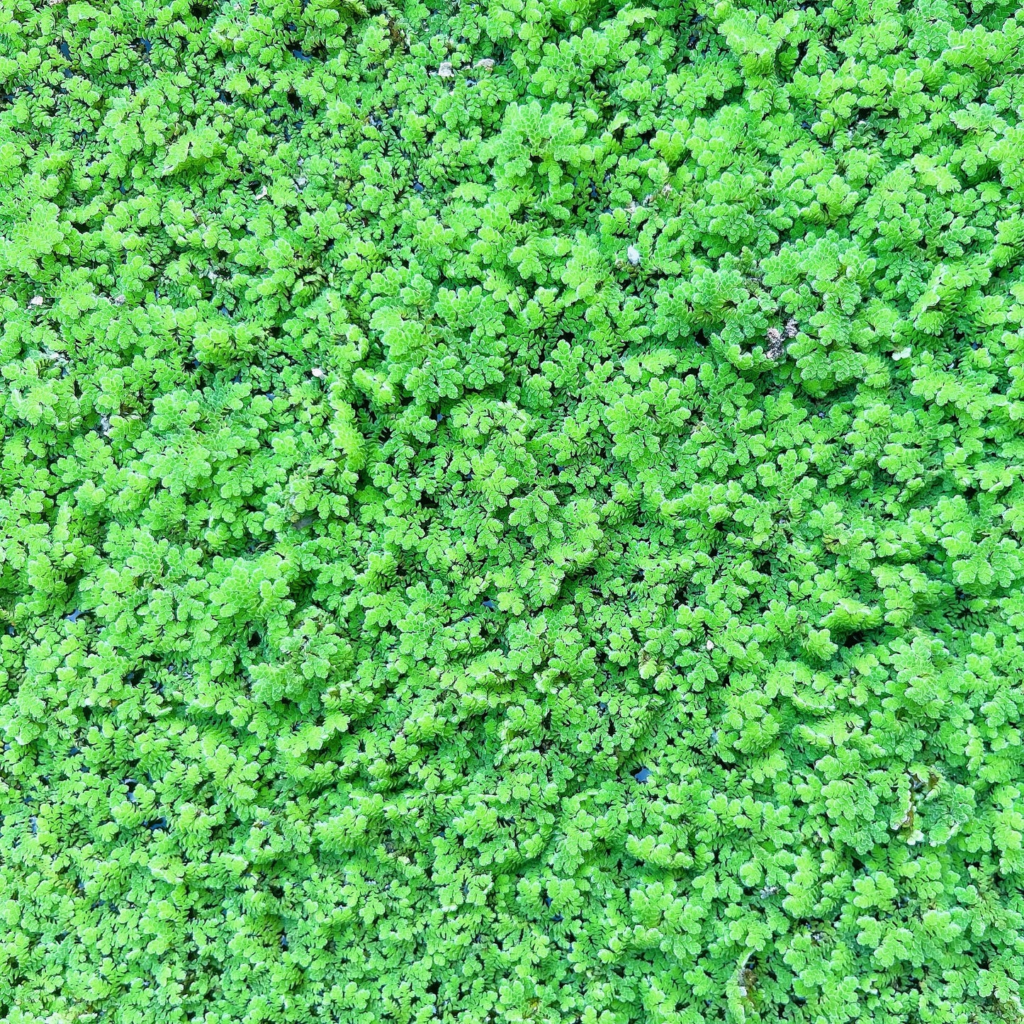 Azolla Fairy Moss (Azolla Filiculoides) Live Aquarium plant BUY 2 GET 1 FREE