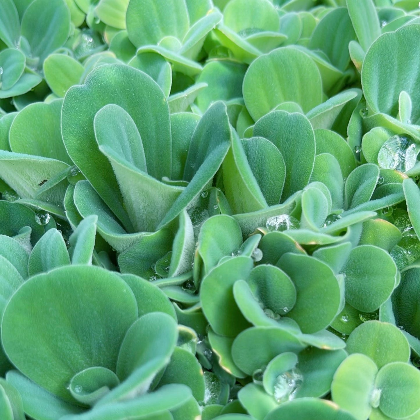 10+ medium water lettuce floating live aquarium plant BUY 2 GET 1 FREE
