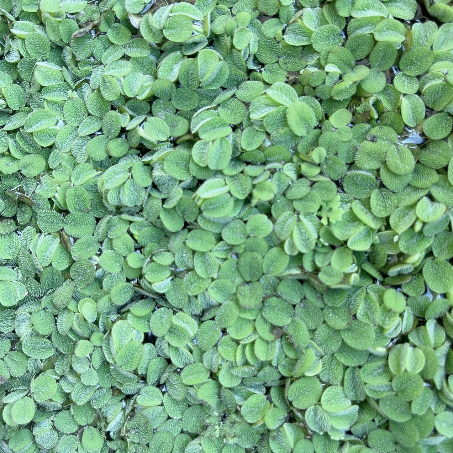 100+ Leaf Water Spangles Salvinia Minima Live Aquarium Plant Buy 2 Get 1 Free