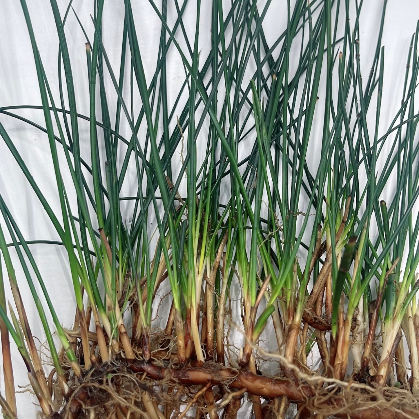 6+ Plants   Eleocharis Vivipara Live Aquarium tank BUY 2 GET 2 FREE