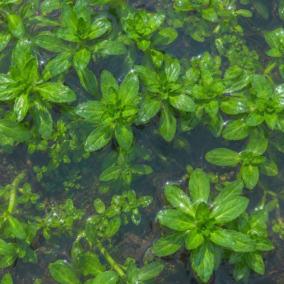 Combo :10 special live aquarium plant . Easy for beginners . BUY 2 GET 1 FREE