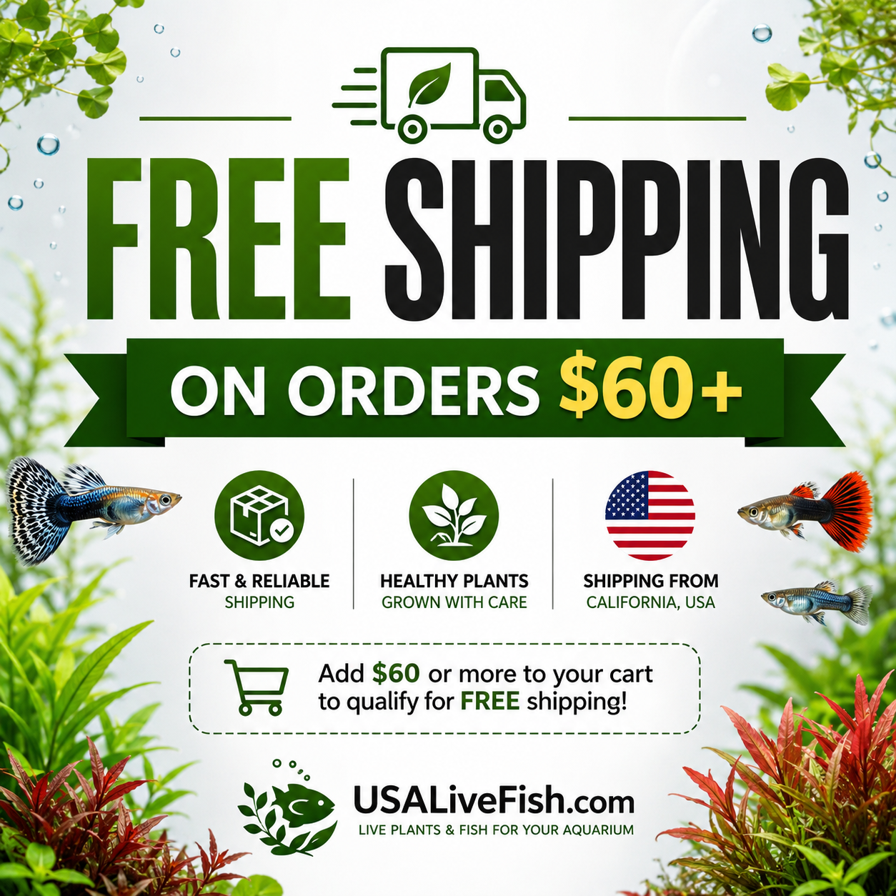 30+ Leaf Salvinia Oblongifolia buy 2 get 1 free