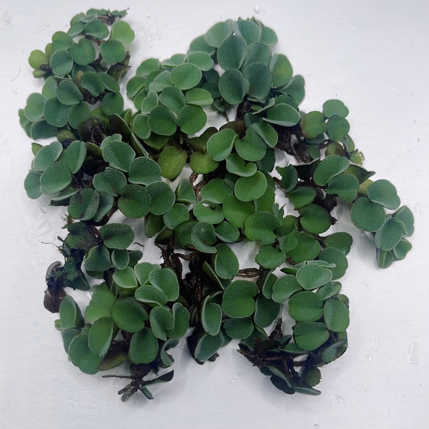 6 Different Species  Floating Plant Combo Mix Live Aquarium  Buy 2 Get 1 Free
