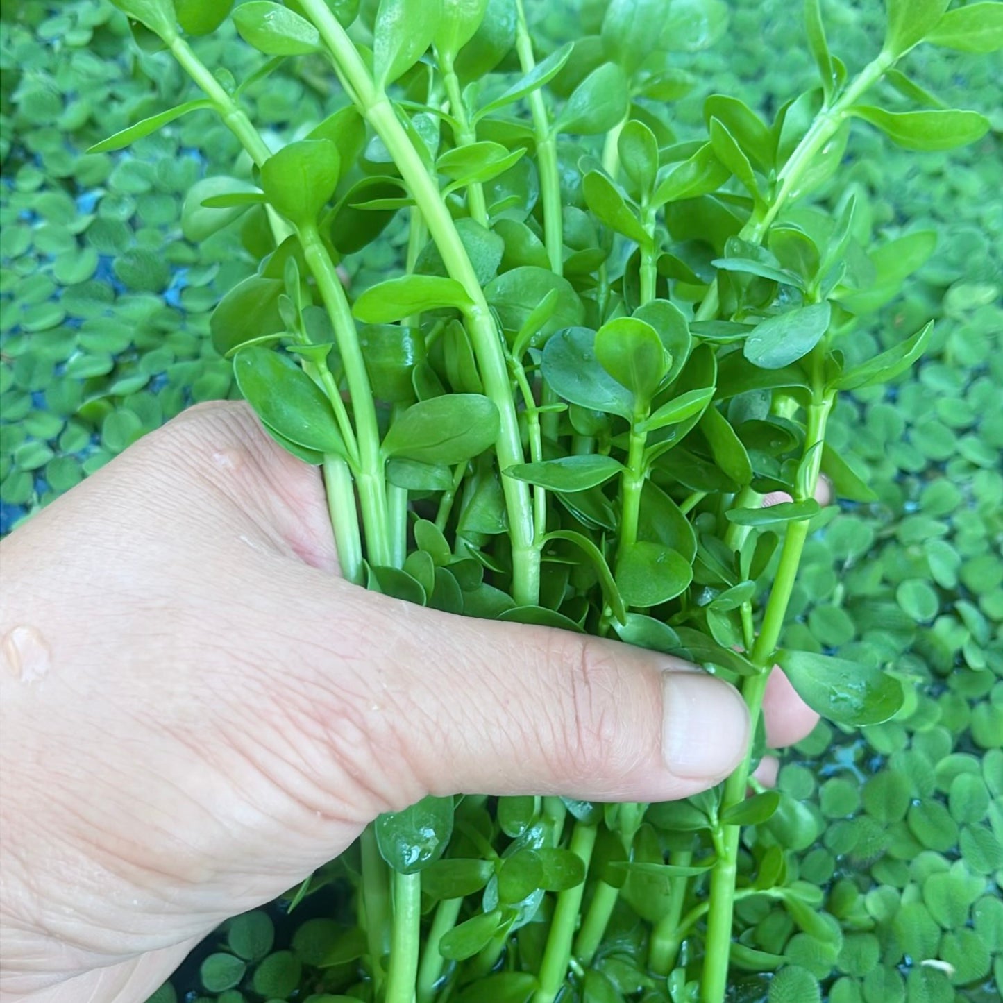 Combo :10 special live aquarium plant . Easy for beginners . BUY 2 GET 1 FREE