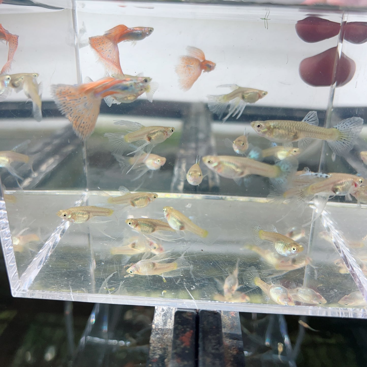 Blue red grass guppy