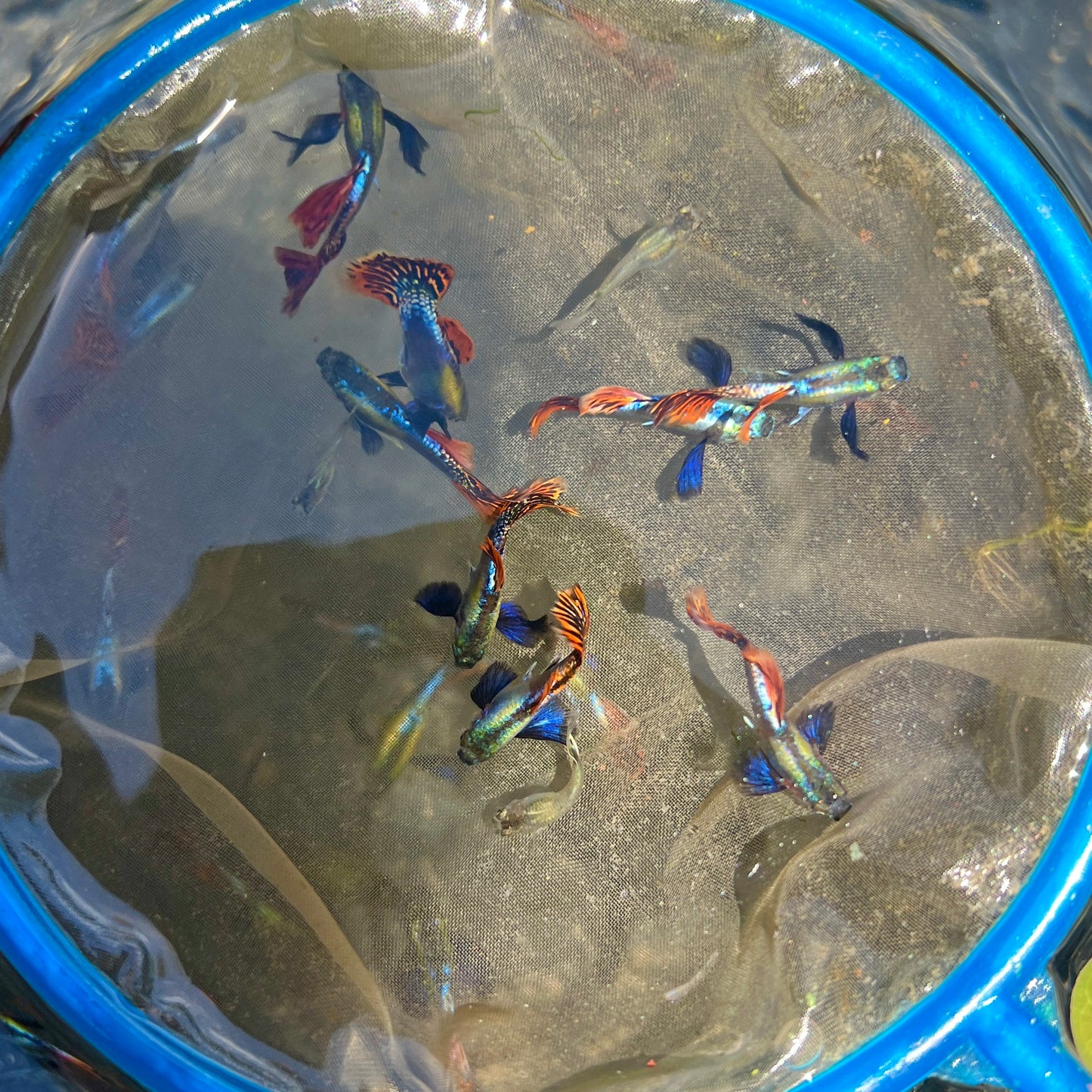 Dumbo mosaic guppy fish