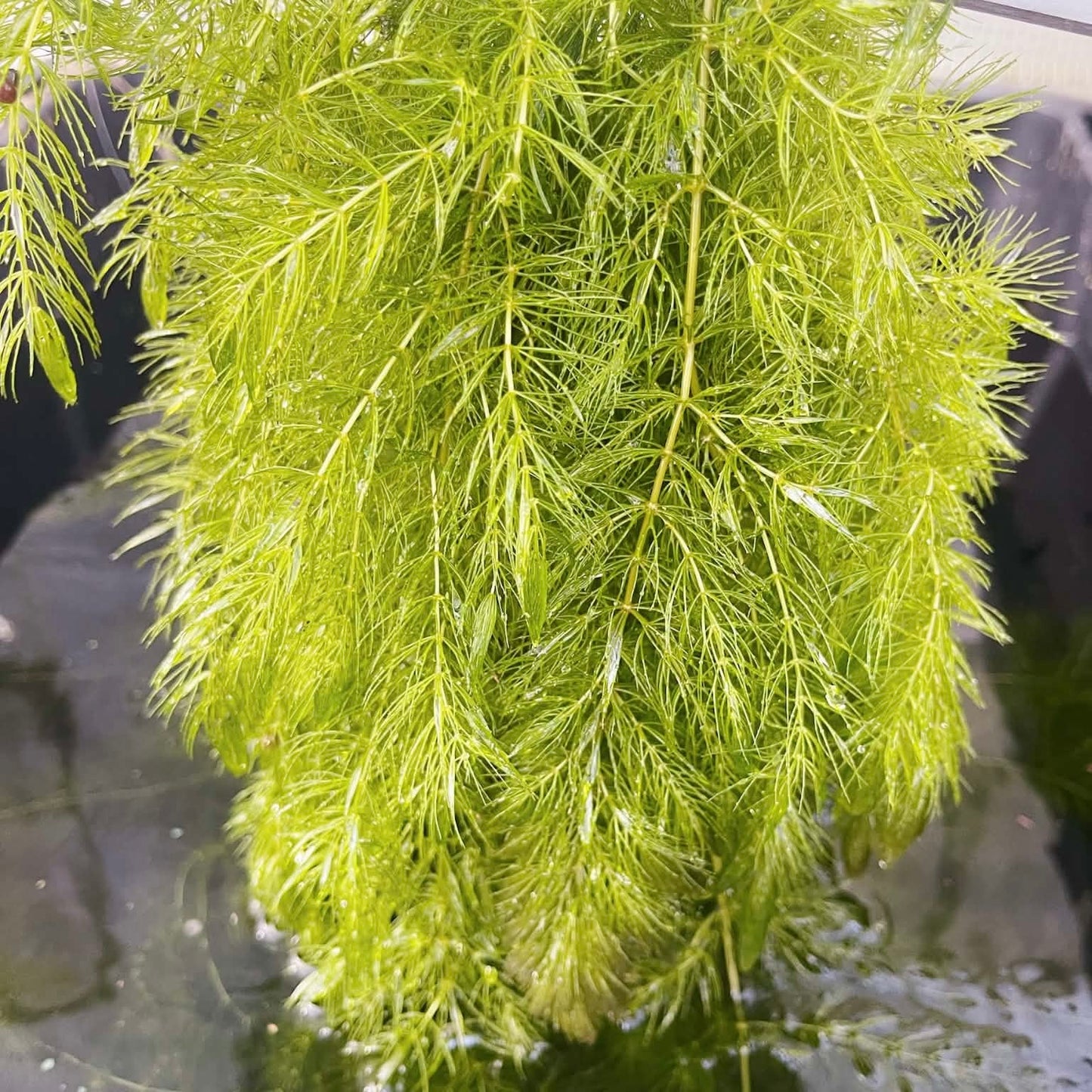 BUY 2 GET 1 Anacharis + Hornwort+ Guppy Grass Bundle Aquarium Plants