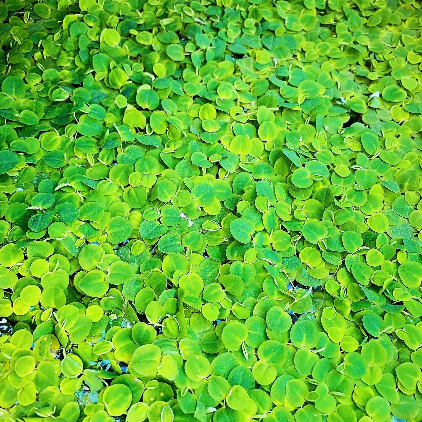 60+ Leaf Red Root Floaters Live  Aquarium Floating Plant Buy 2 Get 1 Free