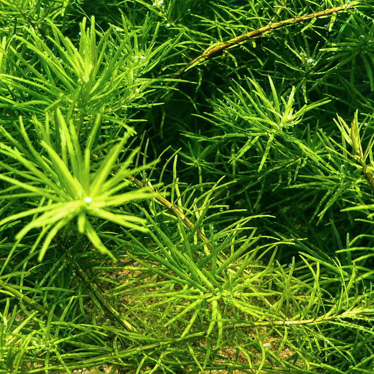 Rotala Nanjenshan Bundle – 8 Stems – Buy 2 Get 1 FREE Live Fresh  Aquarium Plant