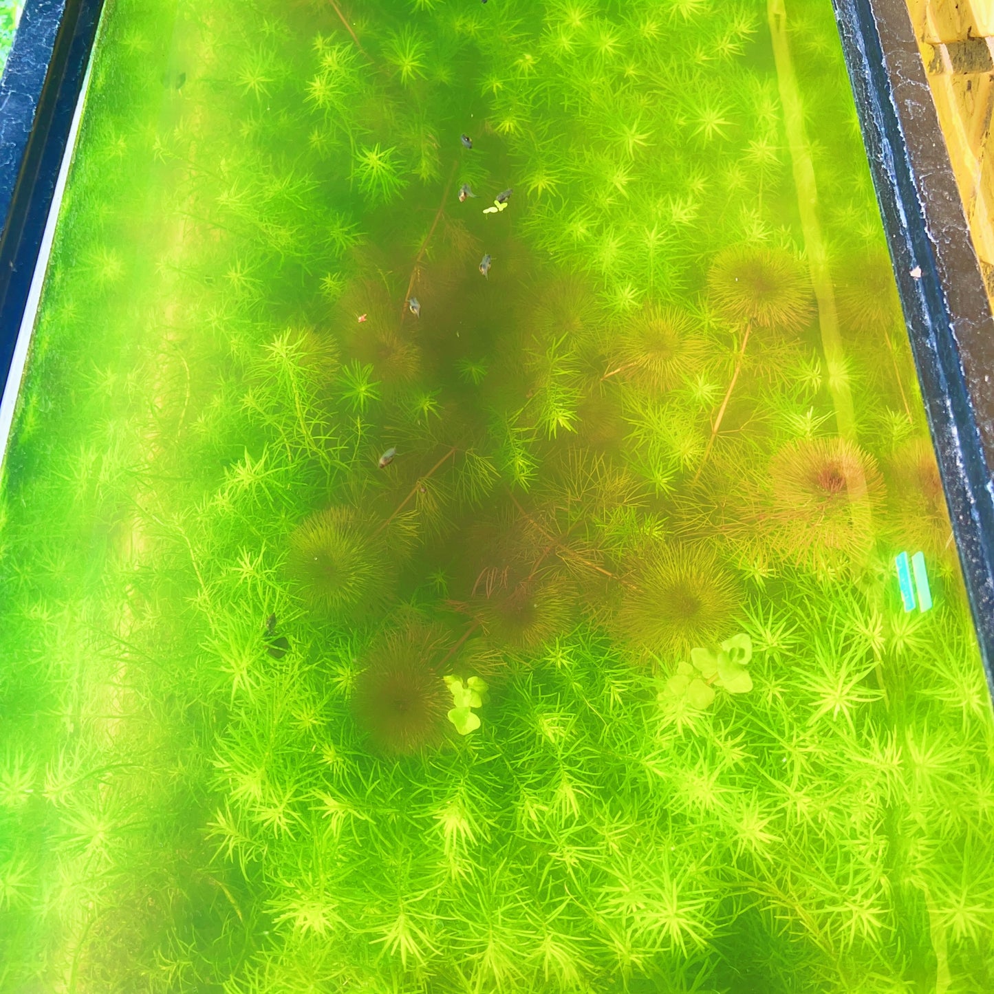 Rotala Nanjenshan Bundle – 8 Stems – Buy 2 Get 1 FREE Live Fresh  Aquarium Plant