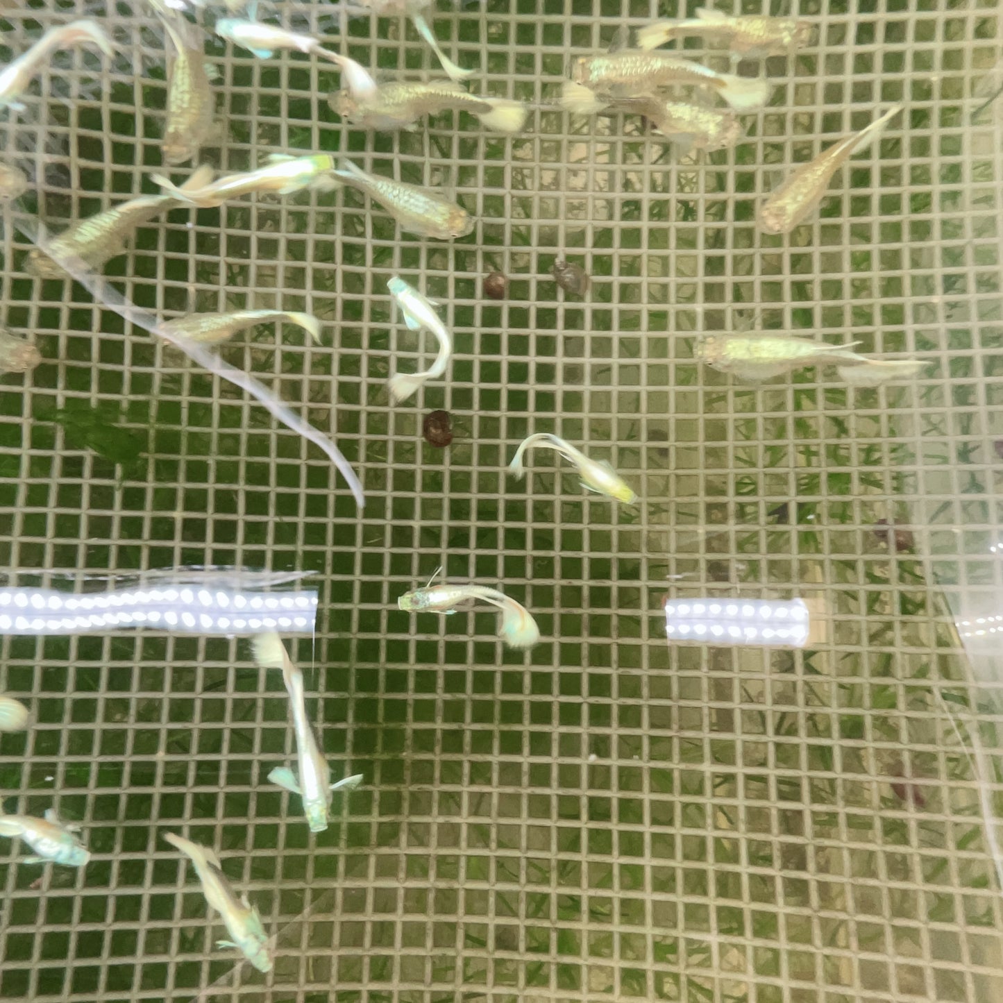 German White guppy