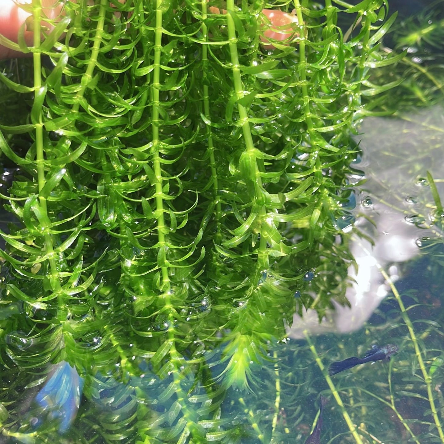 Aquarium Plants Bundle Live Freshwater Stem Plant Combo 6 Types Buy 2 Get 1 Free