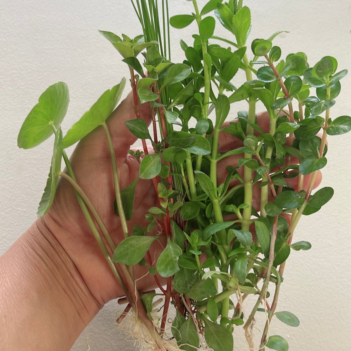 Bundle 25+ Stems  6 Species Live Aquarium Plants Package BUY 2 GET 1 FREE