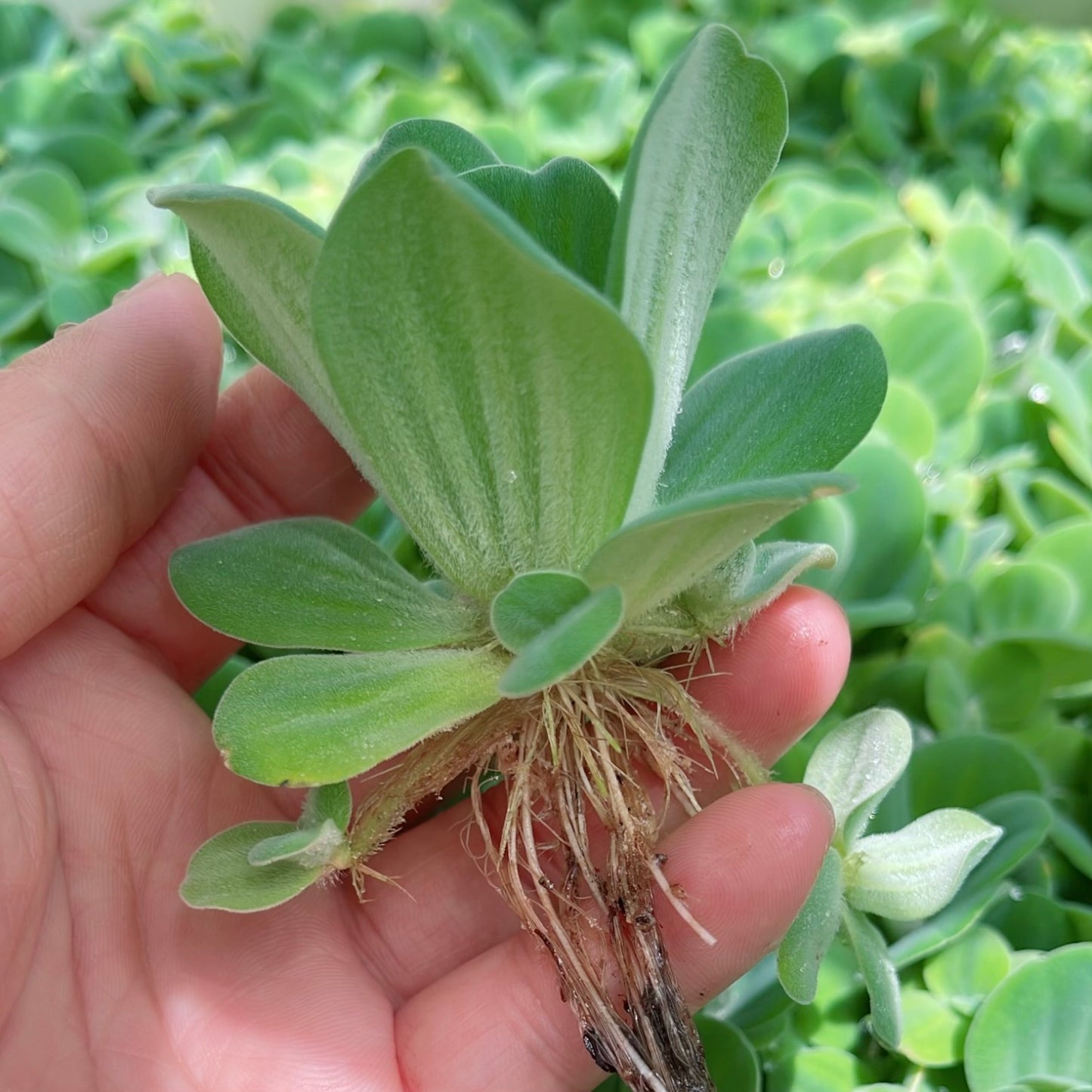 10+ medium water lettuce floating live aquarium plant BUY 2 GET 1 FREE