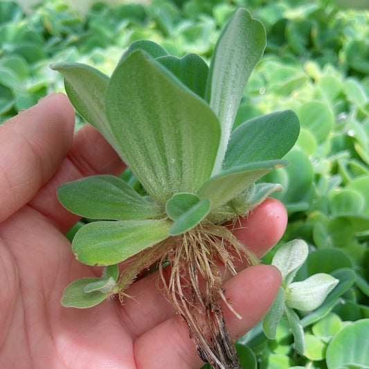 10+ medium water lettuce floating live aquarium plant BUY 2 GET 1 FREE