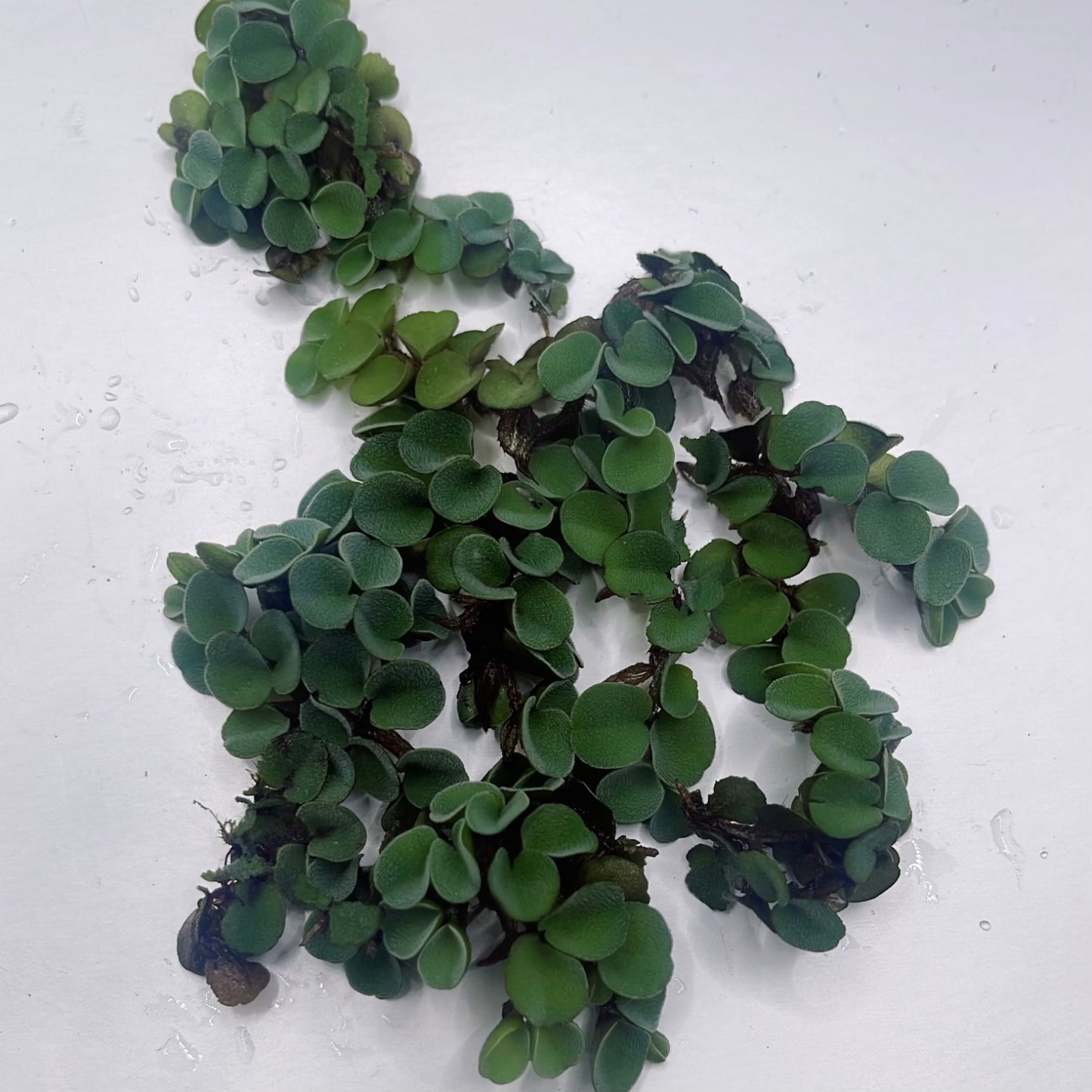 6 Different Species  Floating Plant Combo Mix Live Aquarium  Buy 2 Get 1 Free