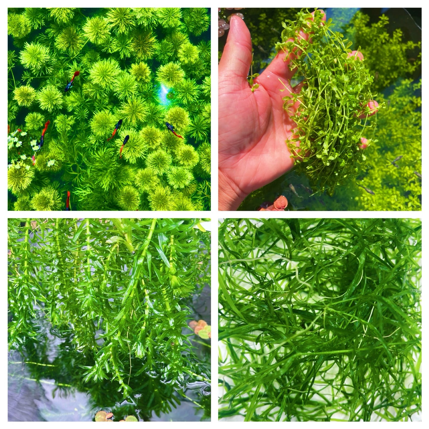 Combo: Ambulia + Guppy Grass+ Anacharis+  Pearl Weed Aquarium Plant BUY2GET1FREE