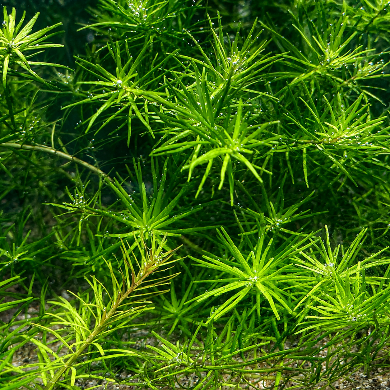 Rotala Nanjenshan Bundle – 8 Stems – Buy 2 Get 1 FREE Live Fresh  Aquarium Plant