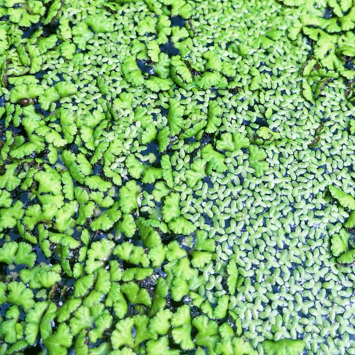 100+ purple fringed riccia & duckweed mixed buy 2 get 1 free