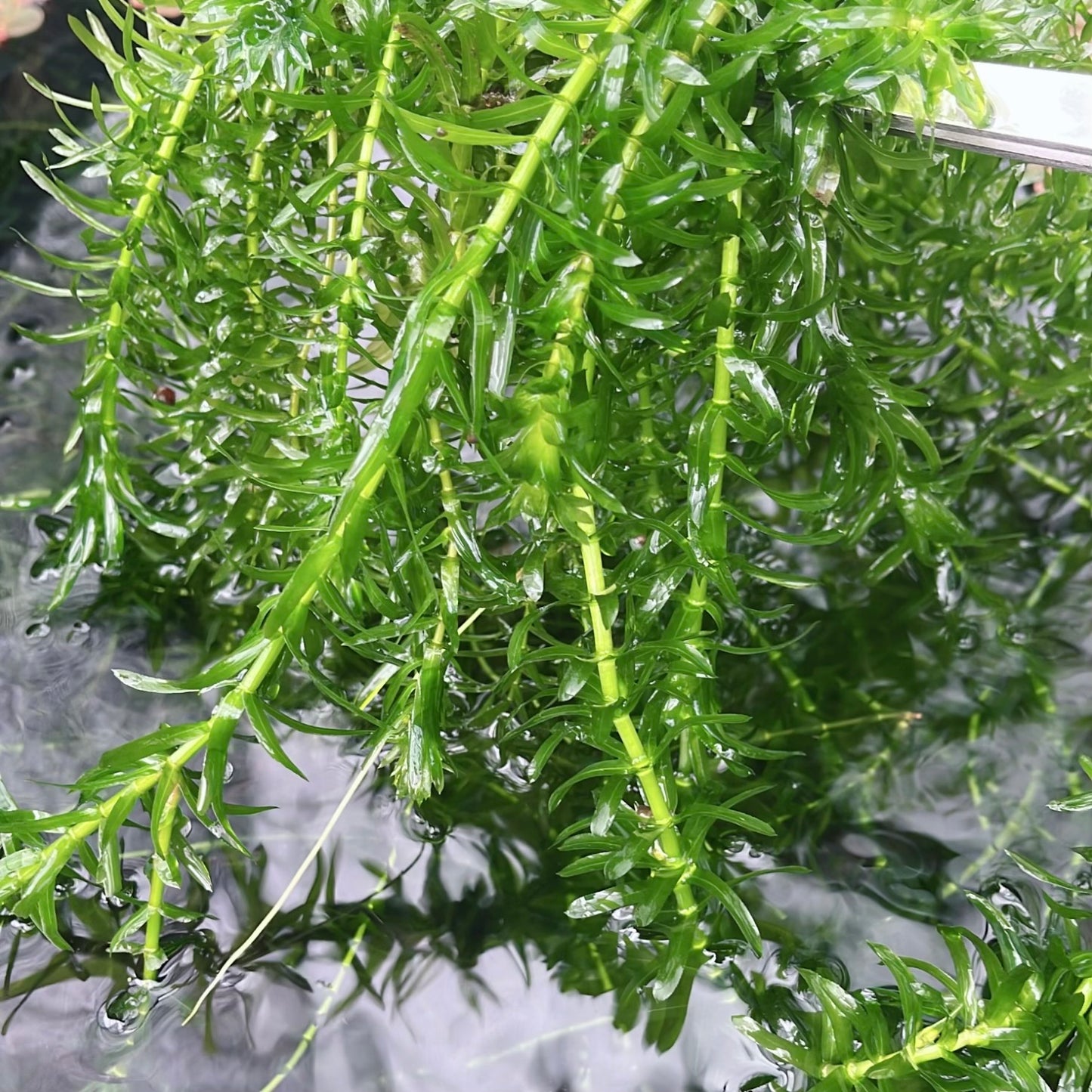 Combo: Ambulia + Guppy Grass+ Anacharis+  Pearl Weed Aquarium Plant BUY2GET1FREE