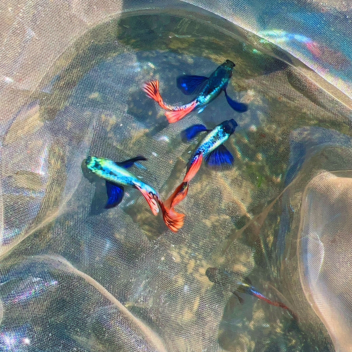 Dumbo mosaic guppy fish
