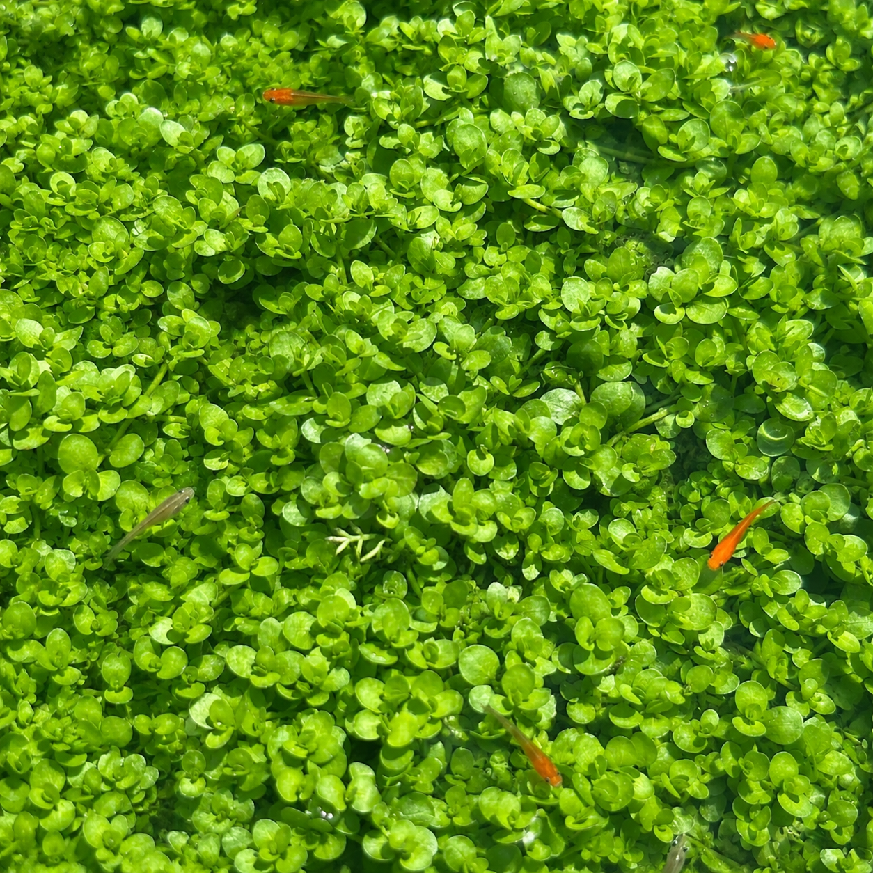 4-in-1 easy live aquarium plant ground cover plant bunch BUY 2 GET 1 FREE