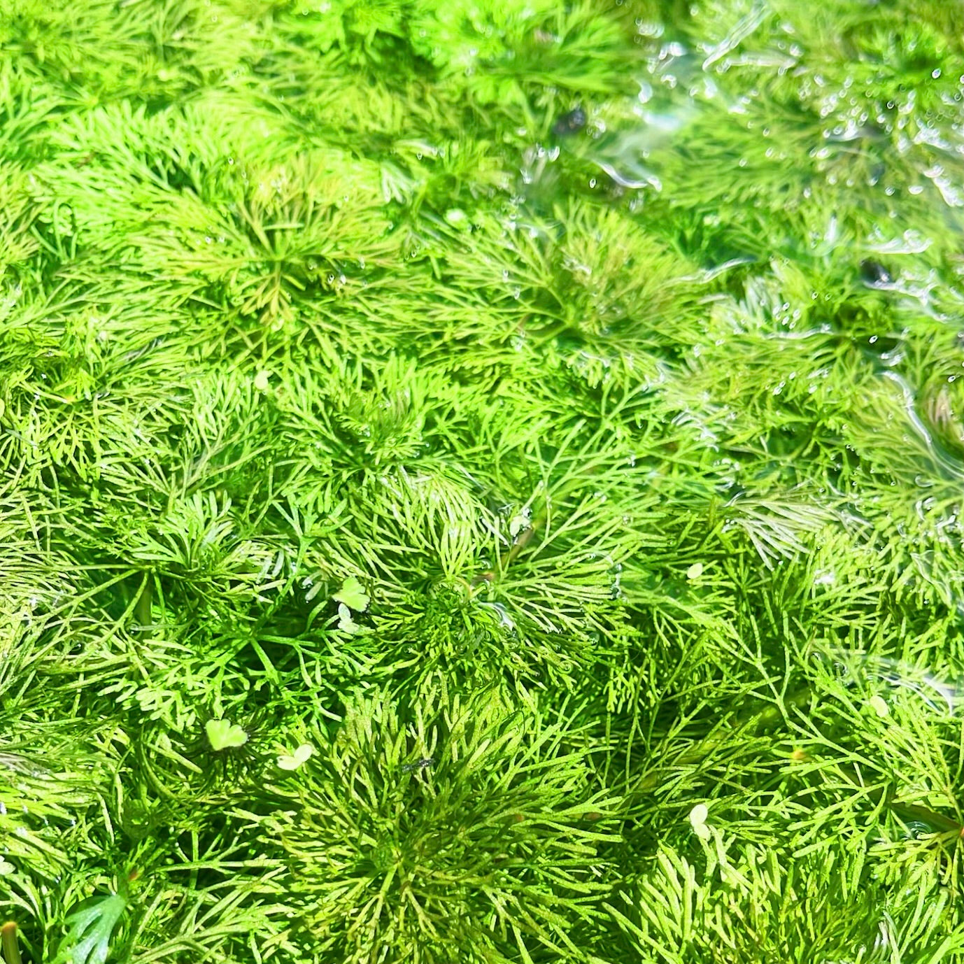8+ Stems Ambulia Limnophila Indica Live Aquarium Plants BUY 2 GET 1 FREE