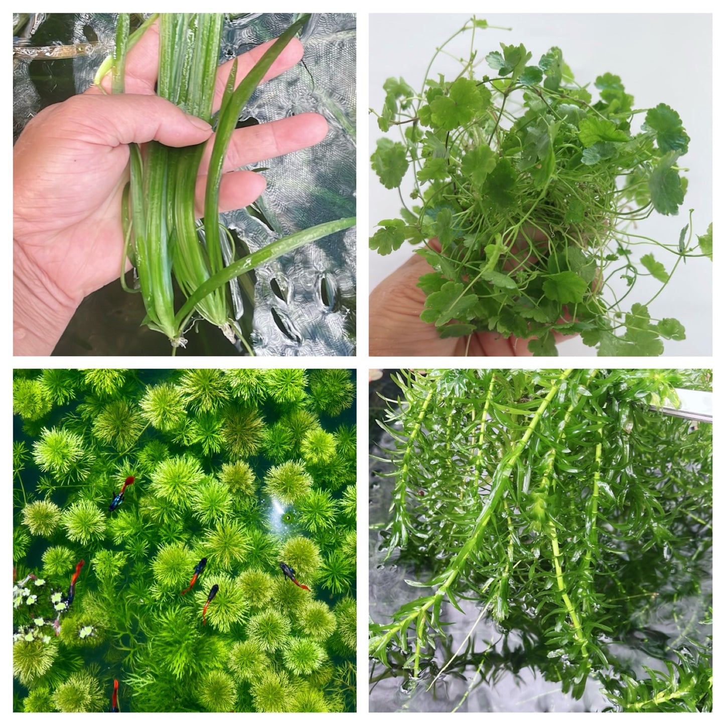 Easy For Beginner Live Aquarium Plant Bundle - 4 Kind Of Plants